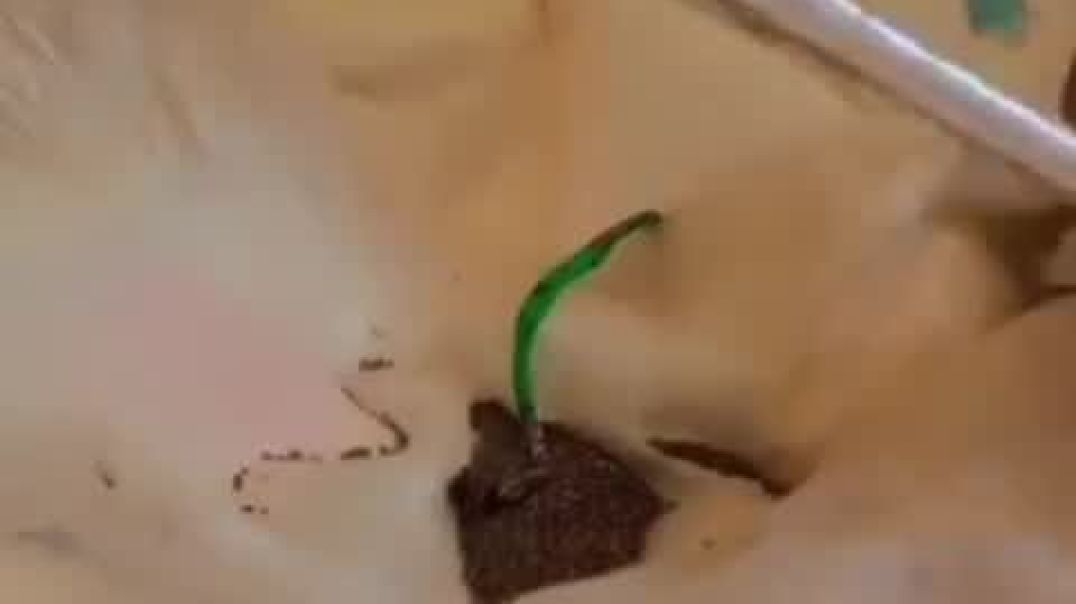 धान्यातील खडे काढण्याचा रोड