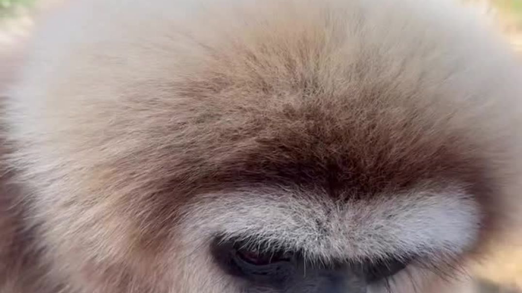 Hoy,_24_de_Octubre_es_el_Día_Internacional_del_Gibón