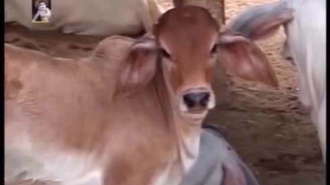 Bhajan_Ghazal-_By_Swami_Vhishnu_Chetan_Ji_Maharaj_-_Part-23