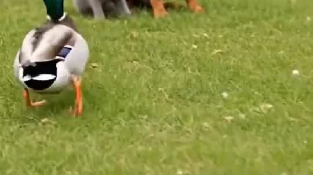 NvRAb8Wo0NSV8OBdyKK4tVPKeKAjGetAevPj