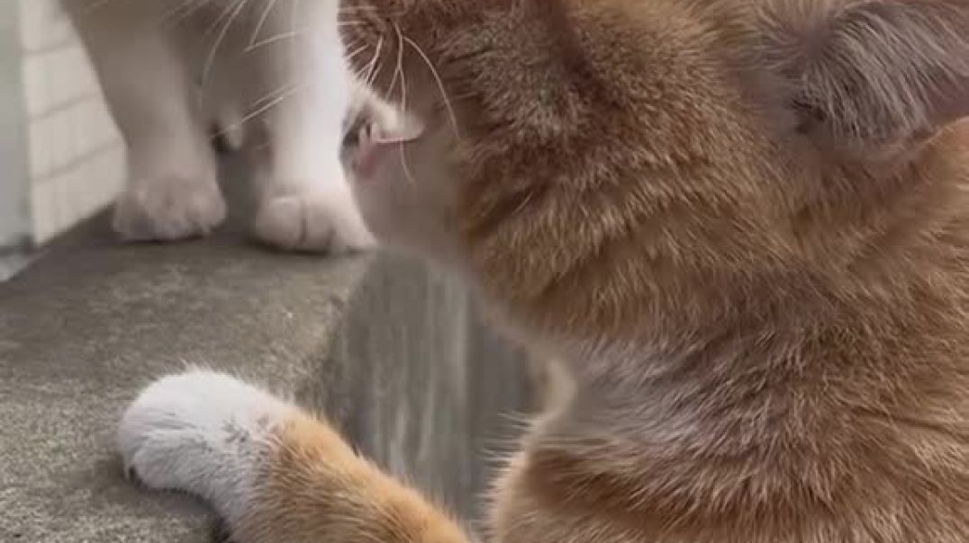 ⁣Funny cat video 😂😂