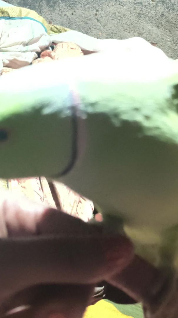 bolane wala tota Ghar per