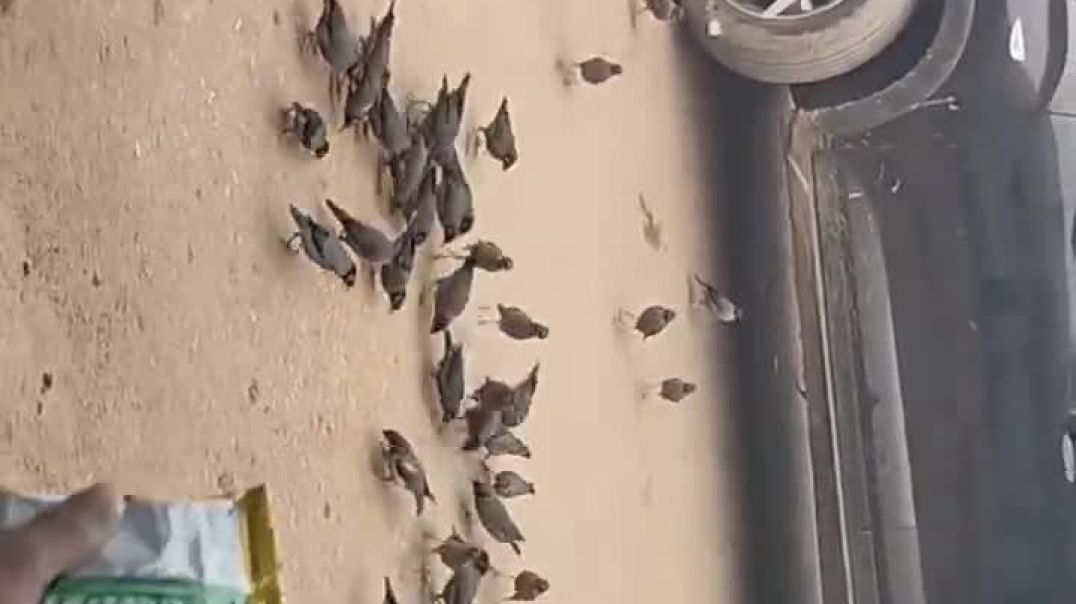 जैसी करनी वेसी भरनी  मोतीवती शर्ट वीडियो #souravjoshilifestory #motivation