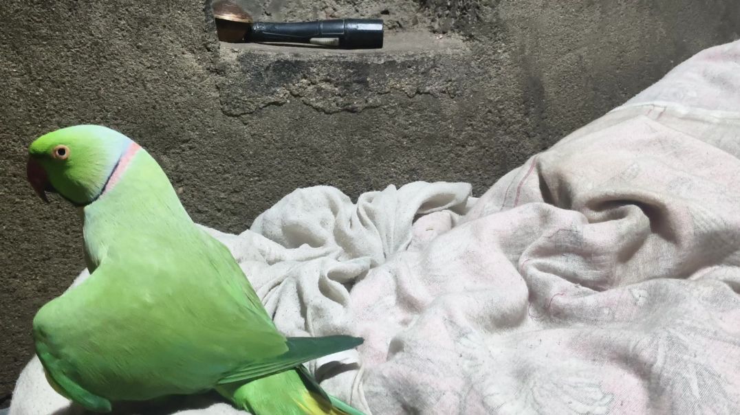 ⁣video_bolo toto bolane wala tota mummy papa carnival tota