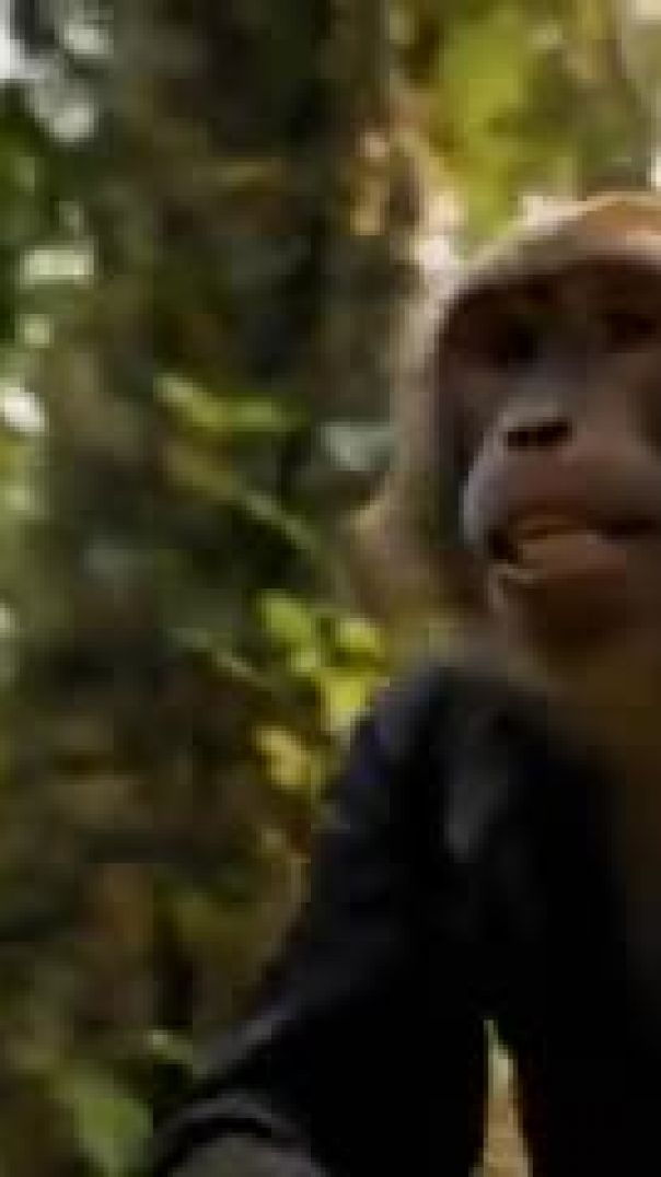 Army_से_पंगा_हो_गया_Guy_s_😱____Ai_monkey_video____Ai_monkey_vlogs(240p)