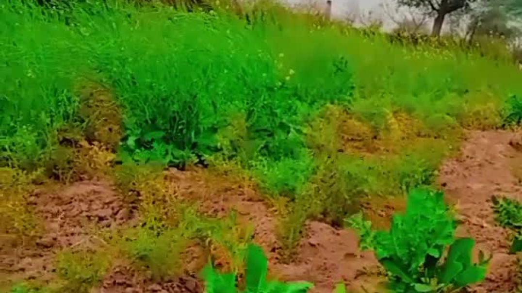 VID_20260102_031631_690