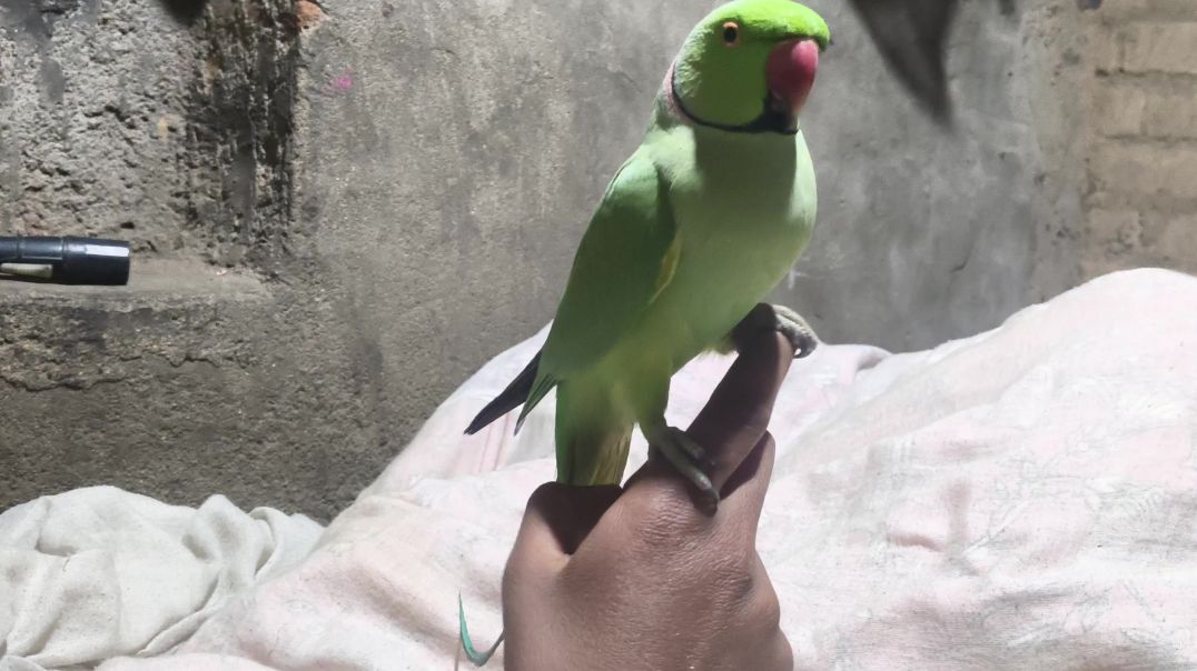 ⁣video_bolane wala tota