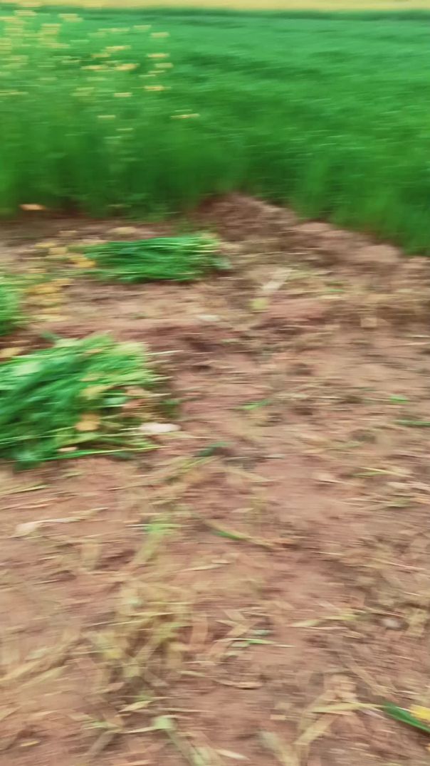 गायों के लिए चारा कि कटाई कर रहे हैं।।