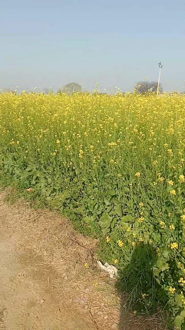 VID_20260125_152443692