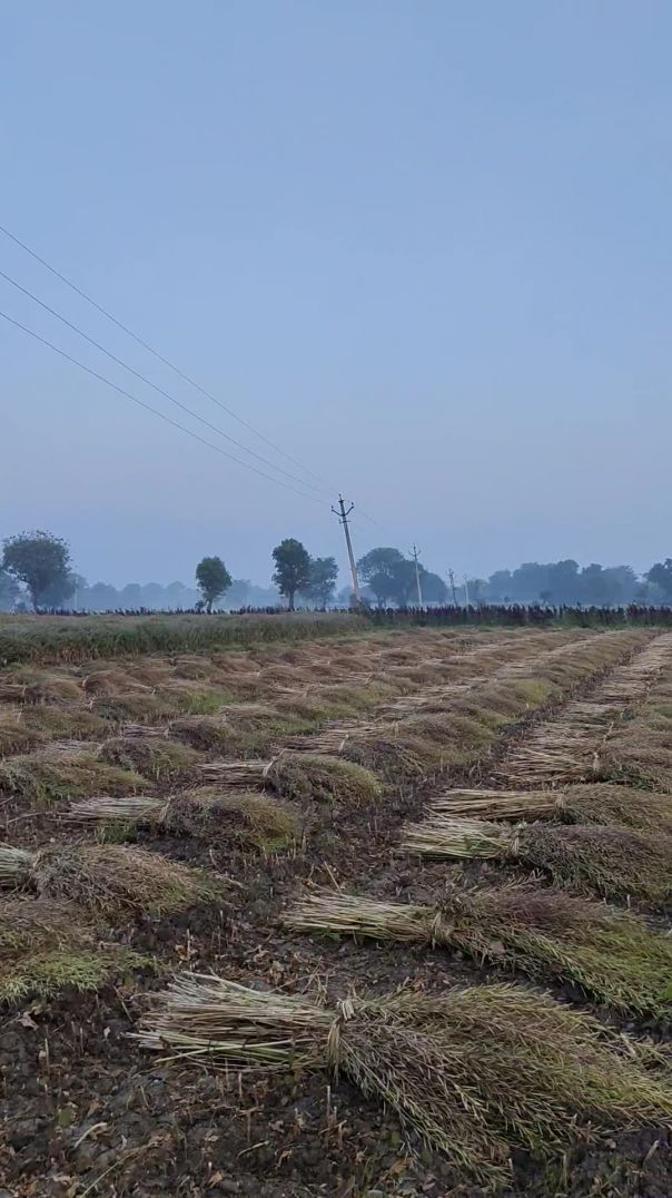 Day 2 aaj ka mini vlog 😂🙏🏻 farming 🚜🌼 #shorts #viralvideo #vlog #vlogerkundan