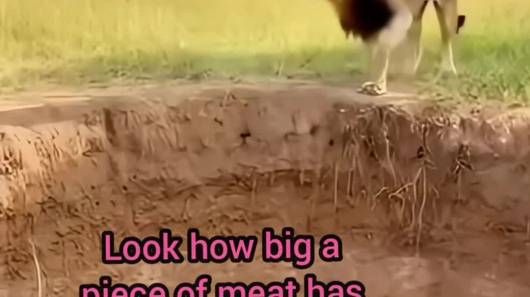 ⁣Lion lion ko chicken khila rahe hain #lion #like #vlog #viral