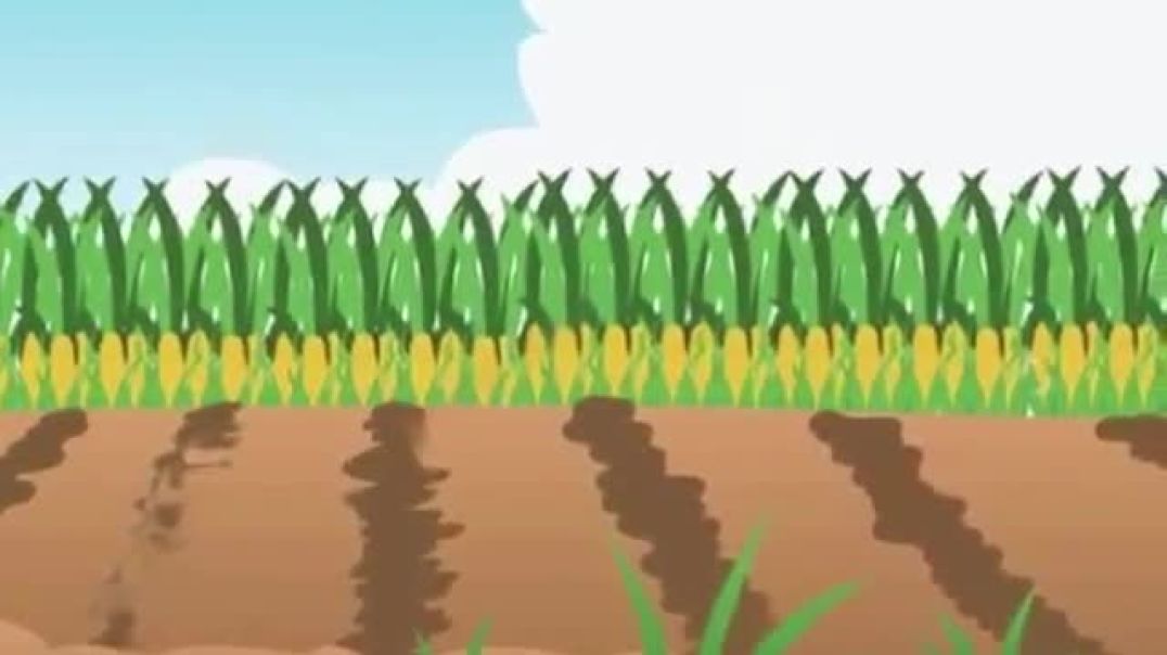 ⁣जादुई जामुन का पेड़ _ JADUI JAMUN _ BEDTIME STORY _HINDI KAHANIYA _ MORAL STORIES _ JADUI KAHANIYA _(