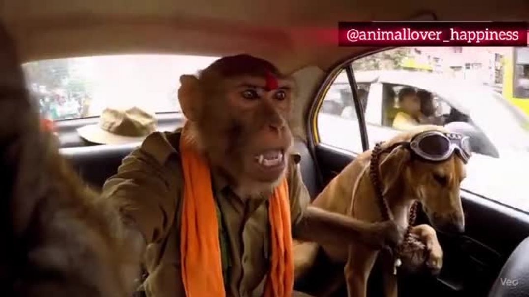 ⁣Dogesh_Bhai___Monkey_Bhai_ka_Banglore_Vlog_with_full_masti_🤣🤣_@caz_05(360p)