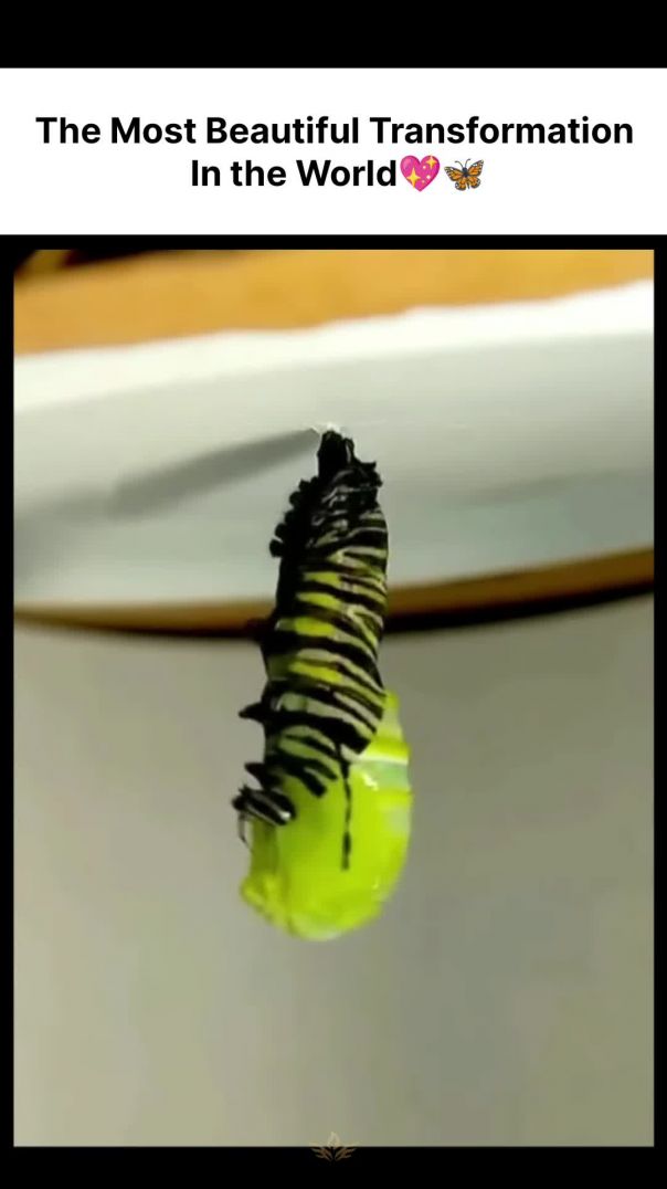 The Most Beautiful Transformation In the World🦋💖#motivation#selfgrowth#wealthmindset#viral#shorts