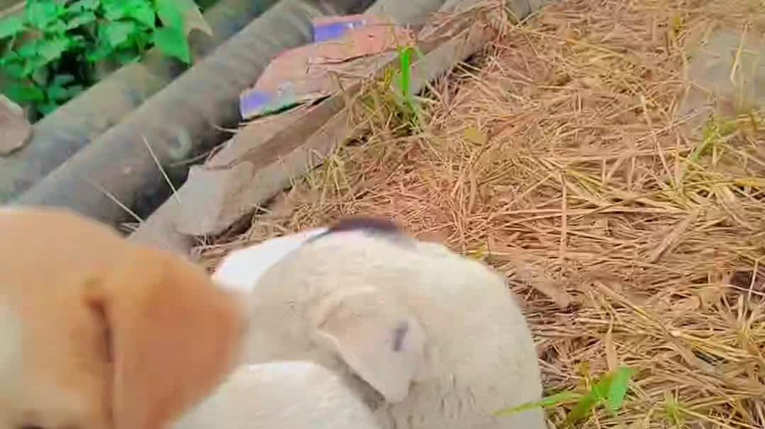 ⁣Apnatube video short dog 🐕🥰#doglover