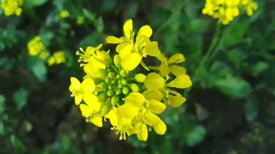 ⁣Video sarso ka full 🌝