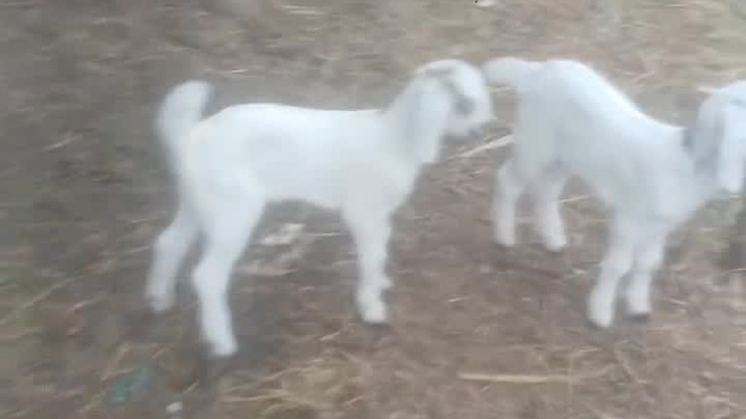 ⁣बकरी_के_बच्चे_🥶🥶_#minivlogs❤️_#ᴍɪɴɪᴠʟᴏɢ_#viralreels_#viralreelsvideo❤️_#vlogs