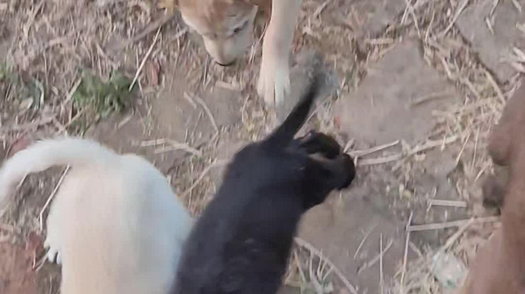 ⁣Cute baby dog ||puppies