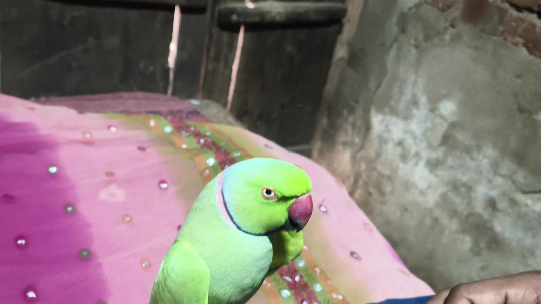 ⁣bolane wala tota papa mummy khane wala kaun tha