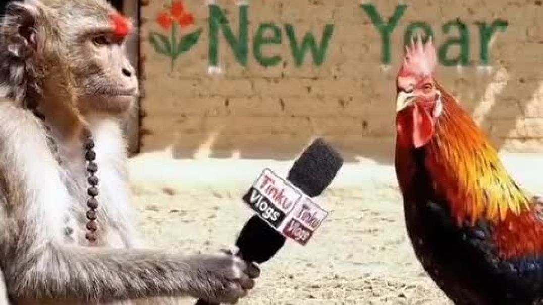 ⁣Murga bola bibi kyo jati he mayke