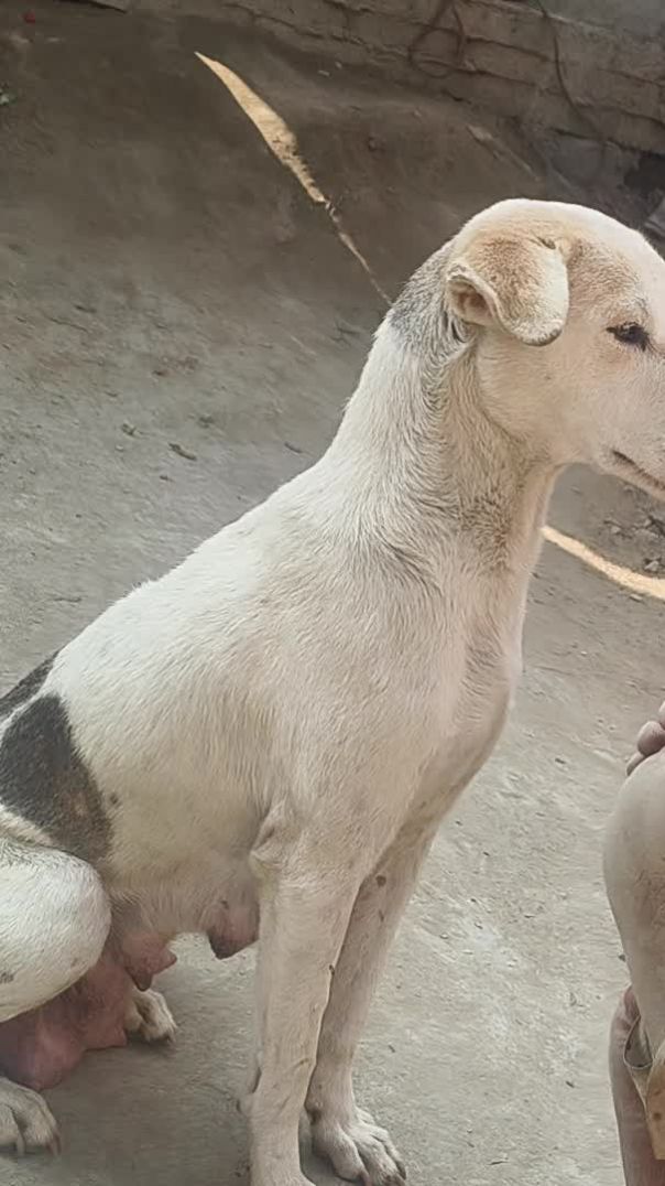 डॉग मेरे घर पर हमेशा रहता है