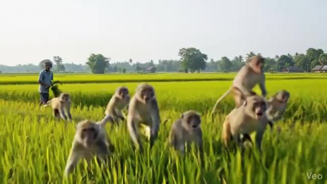 kisan ko kheto se bhagaya