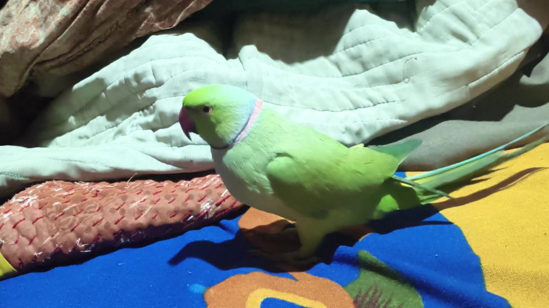 ⁣video_bolane wala tota