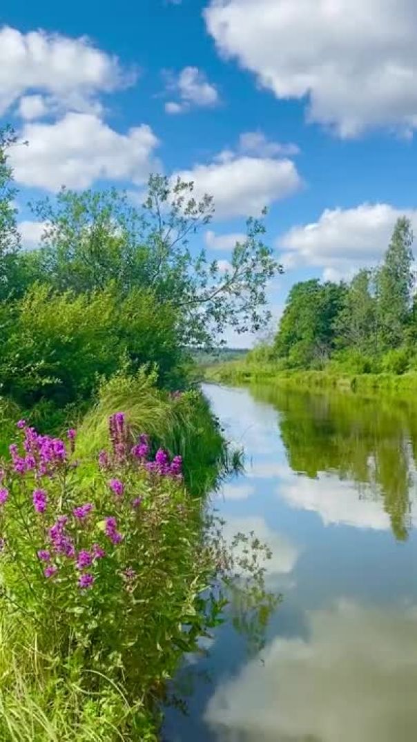 tu milta hain mujhe Forest nature whatsapp status #short (1)