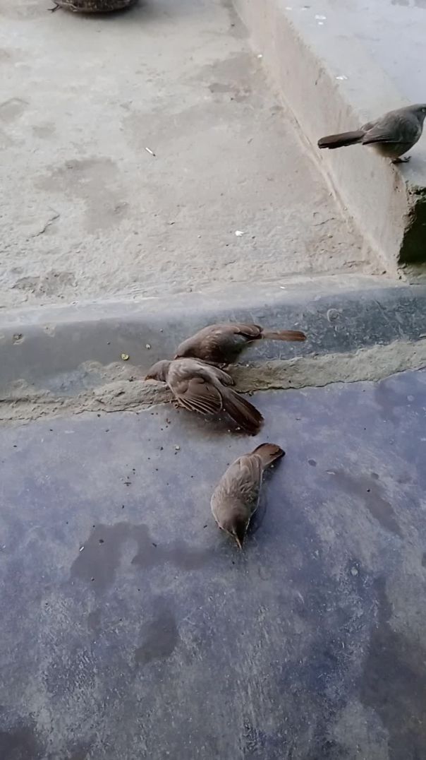 Birds Playing Pleasing