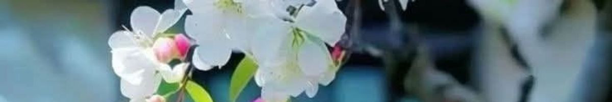 103183908203375239337 