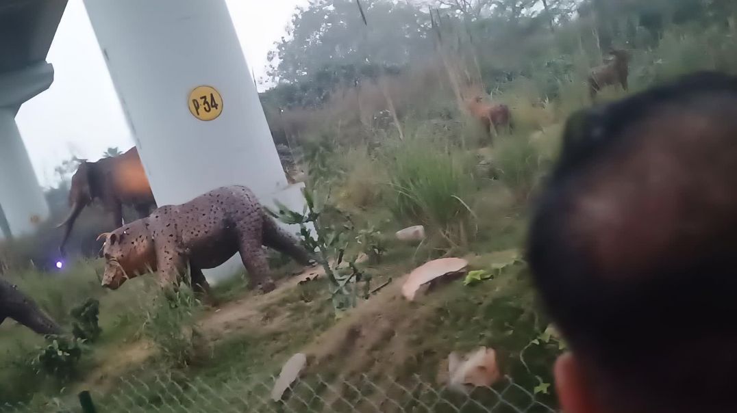 ⁣Zungal book comedy video