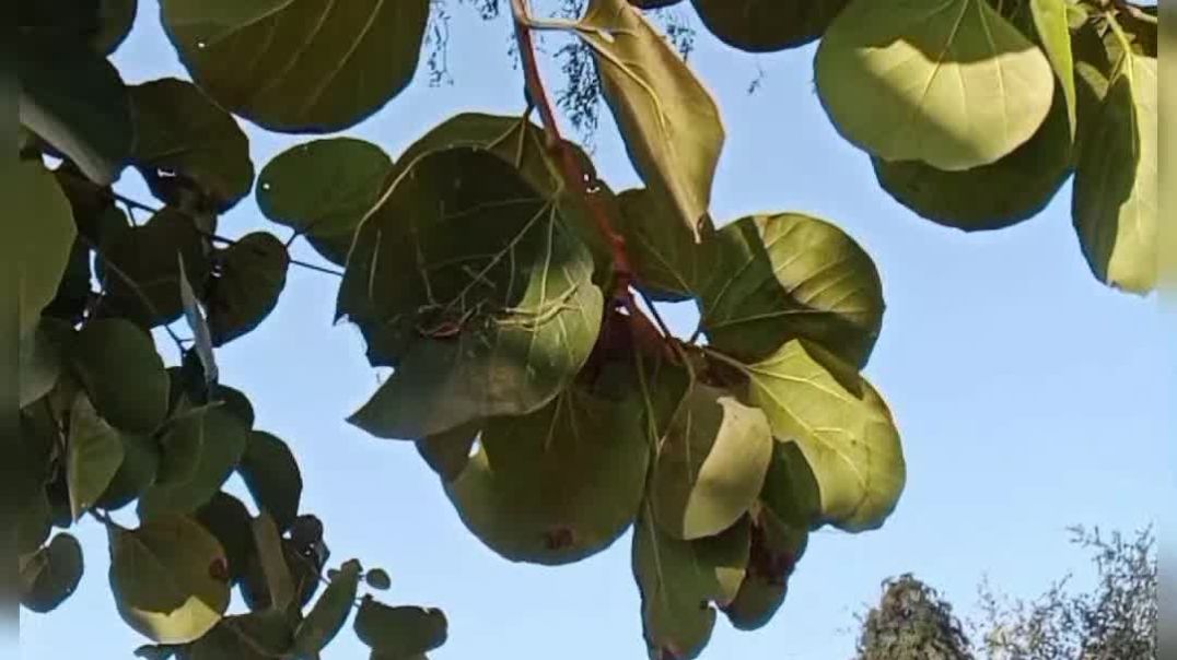 ⁣video_20251211_181824_edit