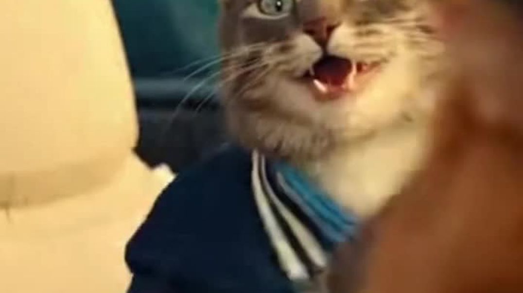 ⁣Pookie cat with friend in a sports car