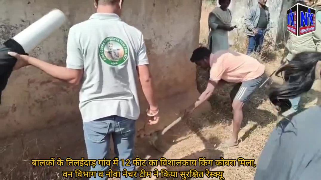 ⁣बालकों के तिलईदाड़ गांव में 12 फीट का विशालकाय किंग कोबरा मिला