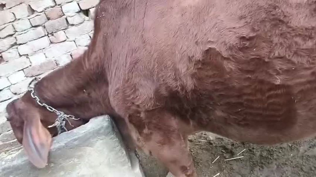 ⁣VID-20260102-WA0073