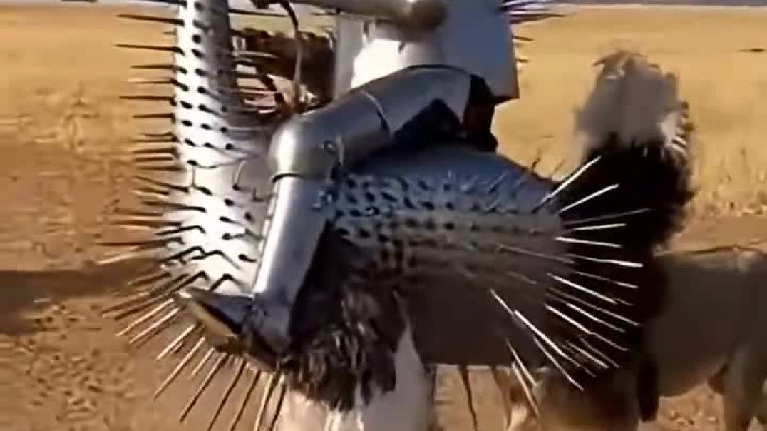 Armored_Ostrich_Rider_vs_Four_Alpha_Lions__Insane_Real_Msti _wala