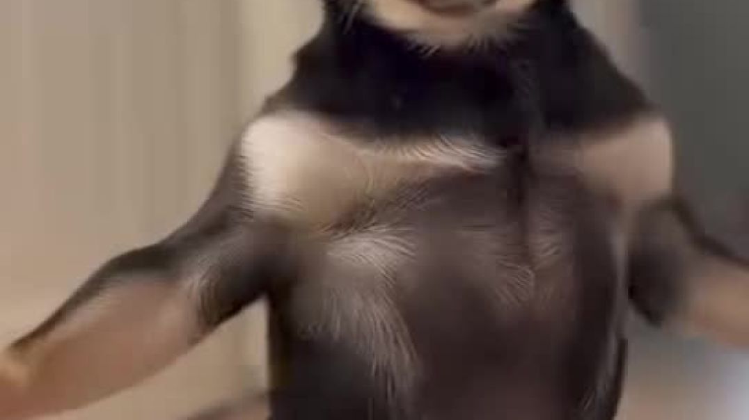 ⁣Dog baby danss