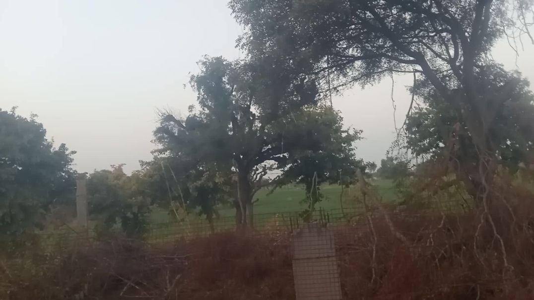 ⁣गौशाला का छोटा सा दृश्य