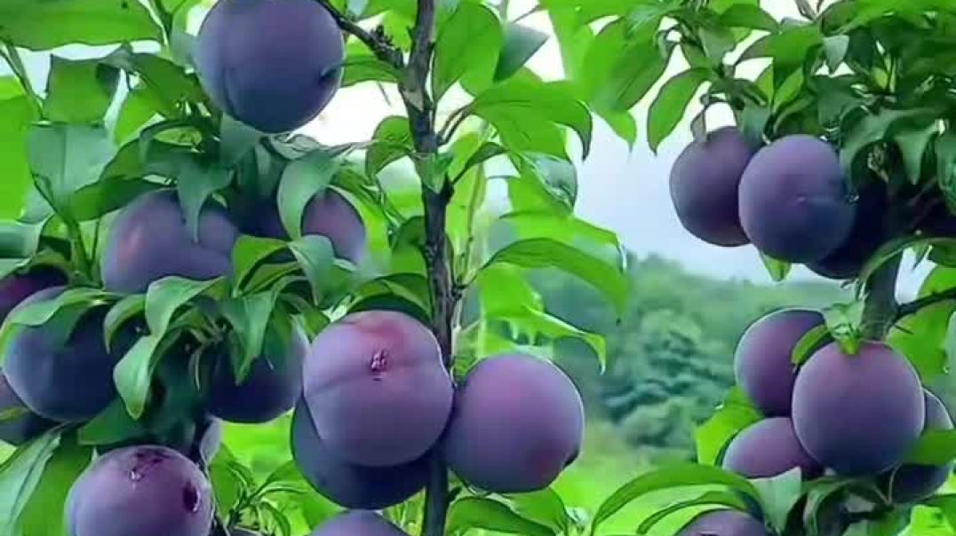 VID_20260108_060431_514