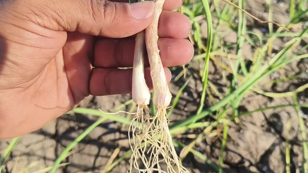 ⁣लहसुन की खेती