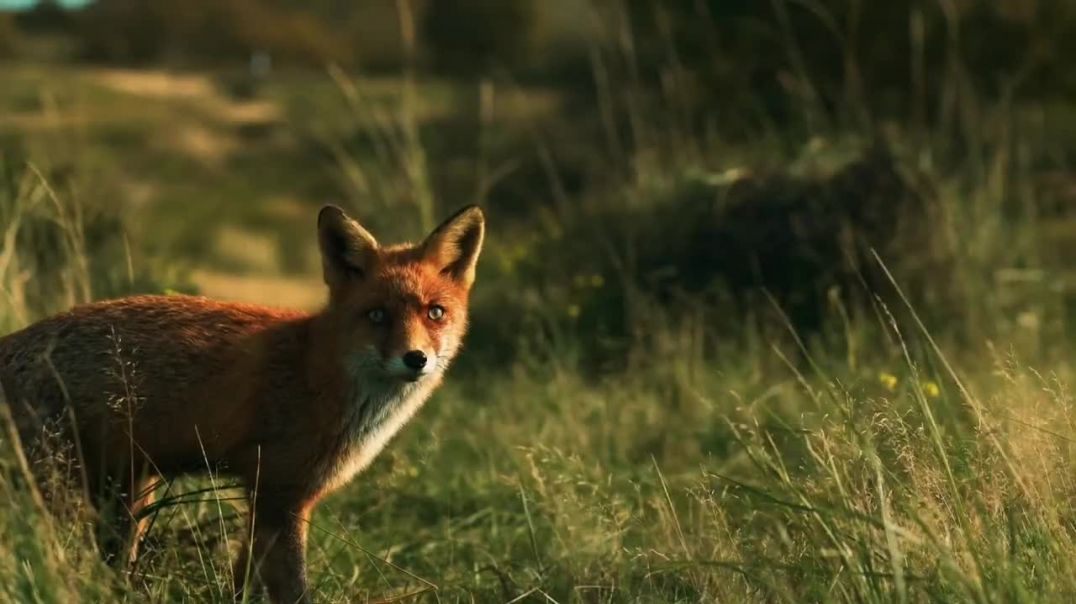 Dangerous Fox 🦊🦊 Animal wildlife 🐺🐺🐺