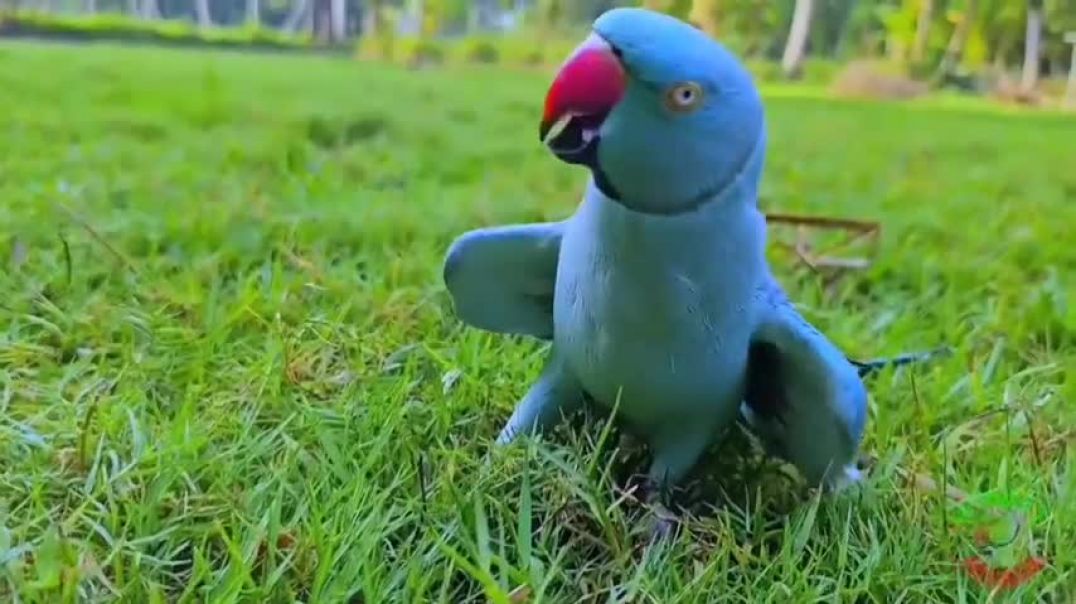 ⁣Parrot_Talking हिंदी किड्स स्टोरी