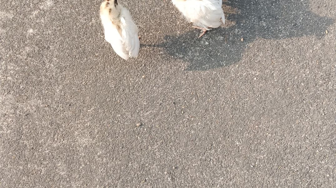 Murge ka baccha h ap lodekhe sakte h