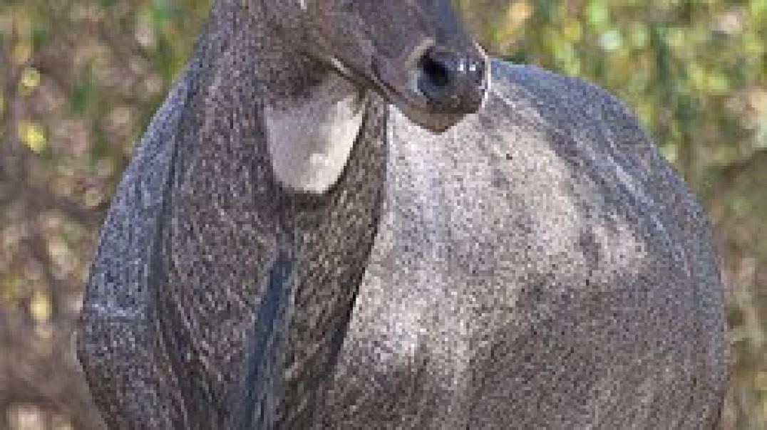 ⁣#Bluebull# forest#animal