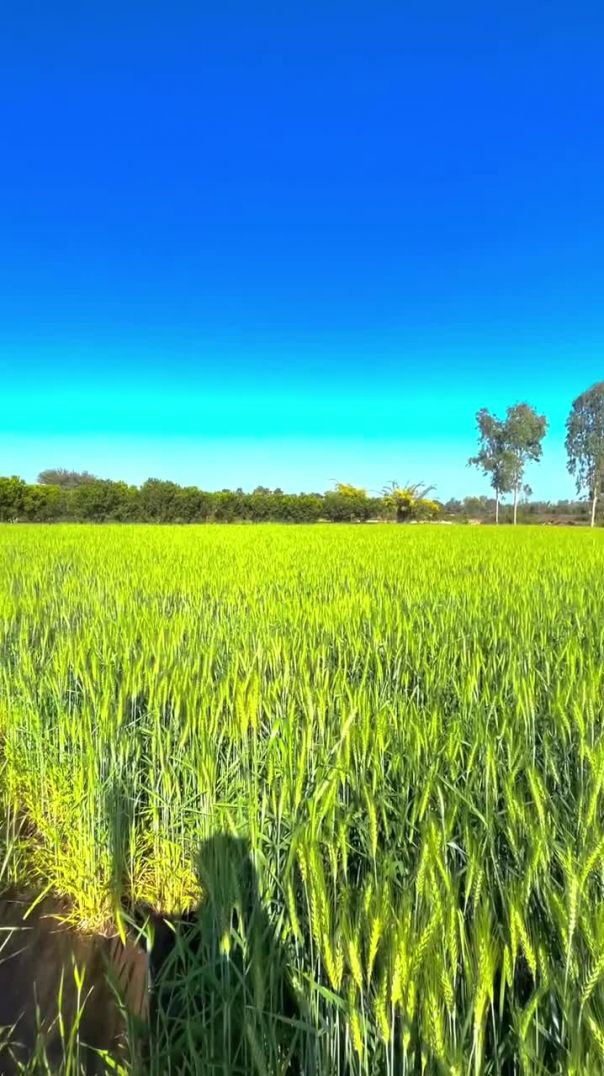 farmer__mp14-20260119-0001