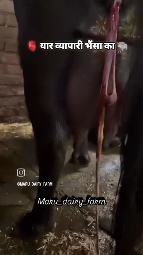 VID_20260128_063234_119