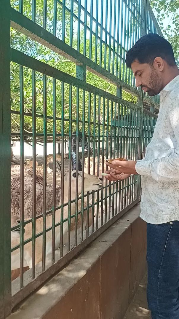 Raman reti gokul black buck