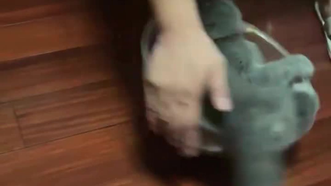 ⁣Funny cat video 😂😂