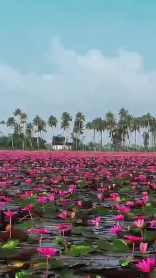 Mind relaxing ##ringtone ek bar jarur sunana🥰🥰🥰