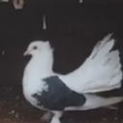 111728602227495907543